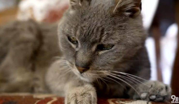 gato desaparecido durante 16 años