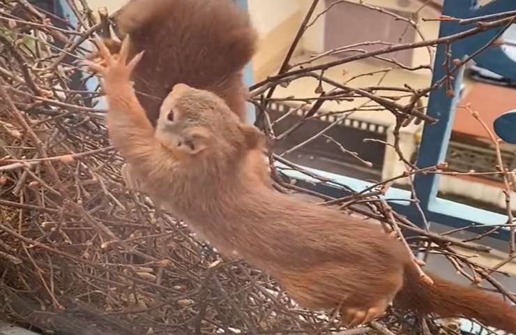 scoiattoli formano famiglia finestra casa video