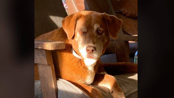 cane fa percorso sempre nello stesso punto