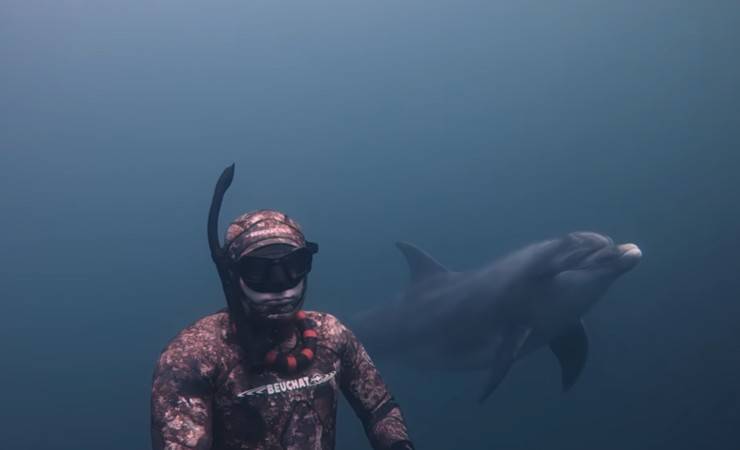 delfino gioca con sommozzatore video