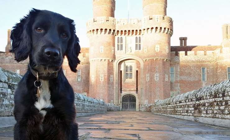 cane diventa poliziotto