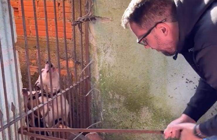 attivista volontario soccorre cane condizioni terribili