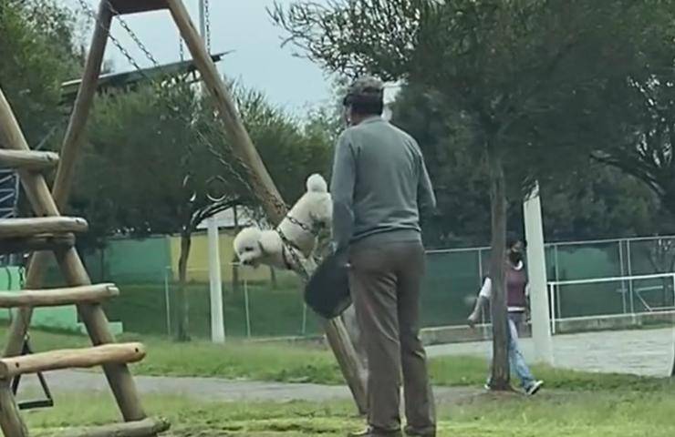 uomo porta parco barboncino spinge altalena video