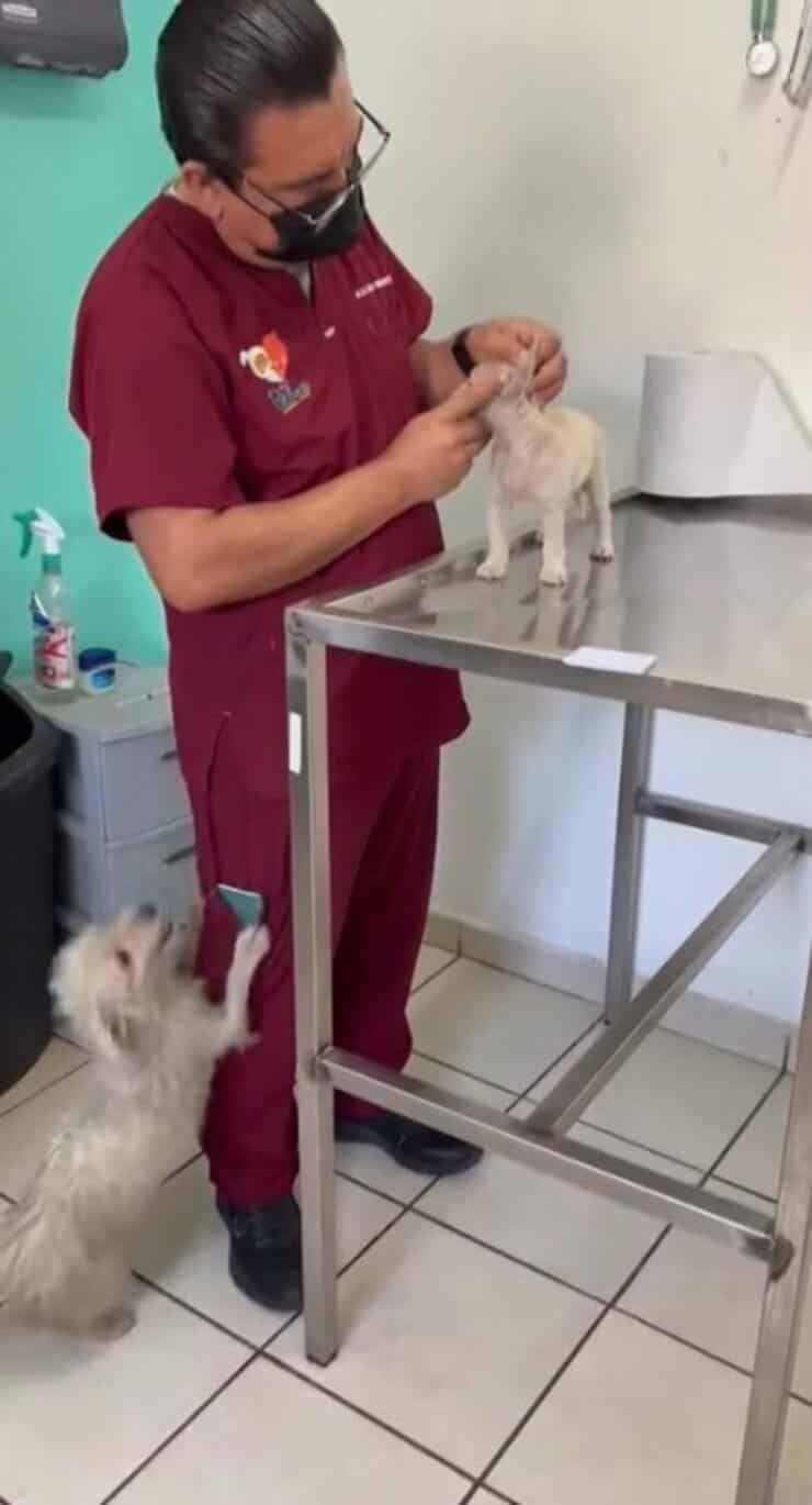 Visita dal veterinario (Screen video Facebook Foundaciòn Laika Protectora de Animales AC)