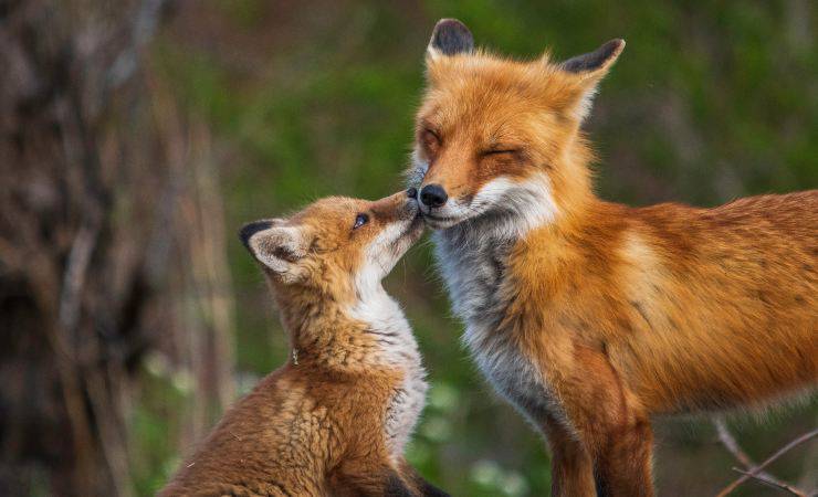 trovato cucciolo volpe california