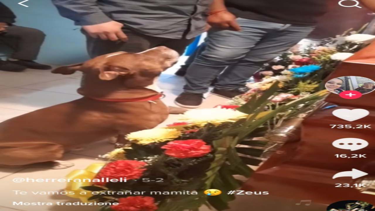 Il cane Zeus commuove tutti: "saluta" la nonna per l' ultima volta
