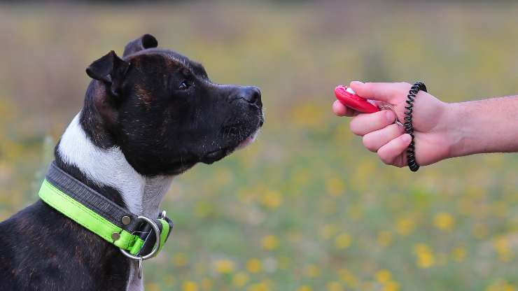 addestrare cane con clicker