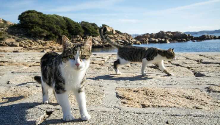 Il gatto nell'anagrafe degli animali d'affezione in Emilia Romagna