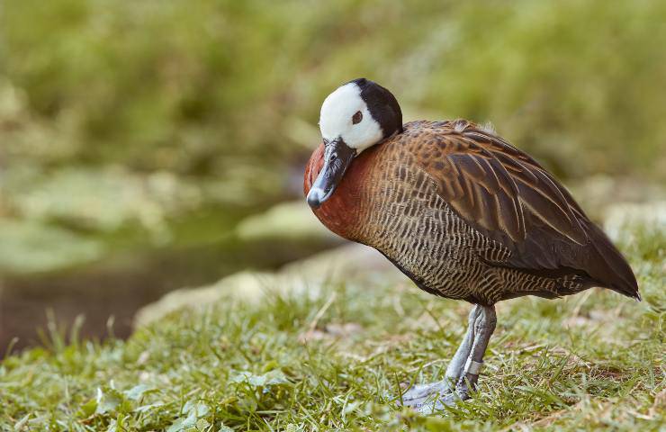 anatra dendrocigna a faccia bianca