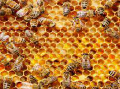 giornata mondiale api rischio estinzione