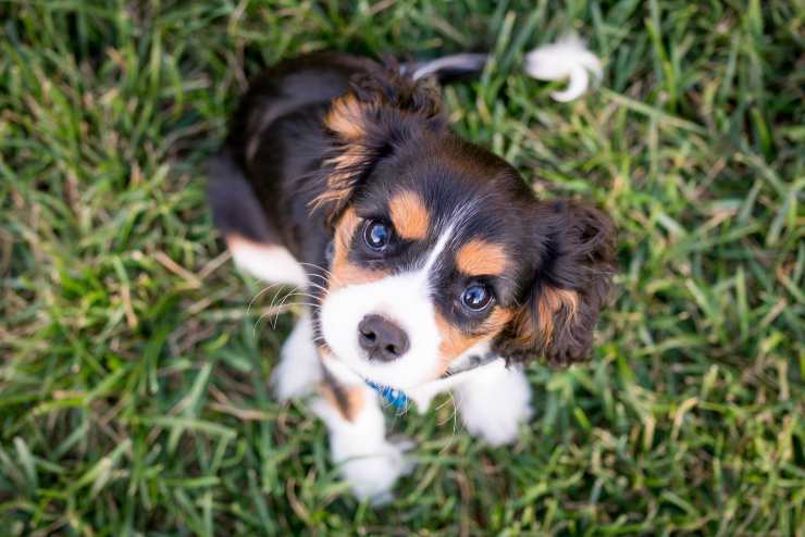 Il cane disobbedisce