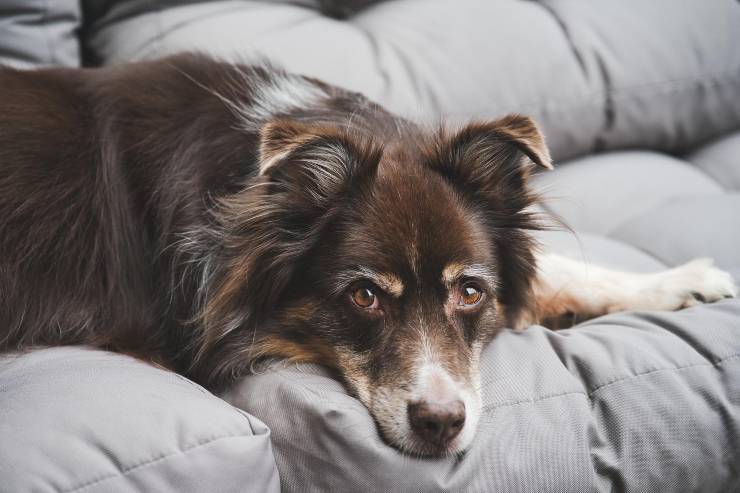 Cagnolino sul divano