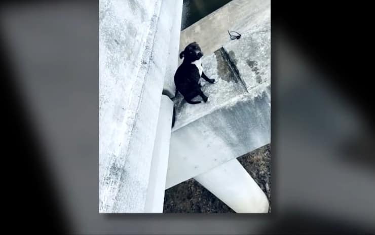 Cane boccato tra la vita e la morte su un ponte salvato dai ciclisti (Video)