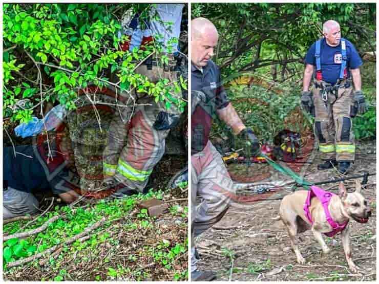 Cucciolo resta bloccato sotto una lastra di cemento durante l'inseguimento (Foto Facebook)