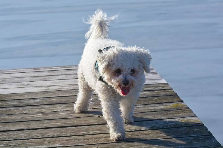 Il cagnolino al lago