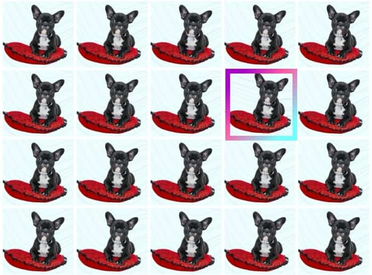 Soluzione del test visivo del Bulldog francese diverso (Foto Pixabay/AmoreA4Zampe)