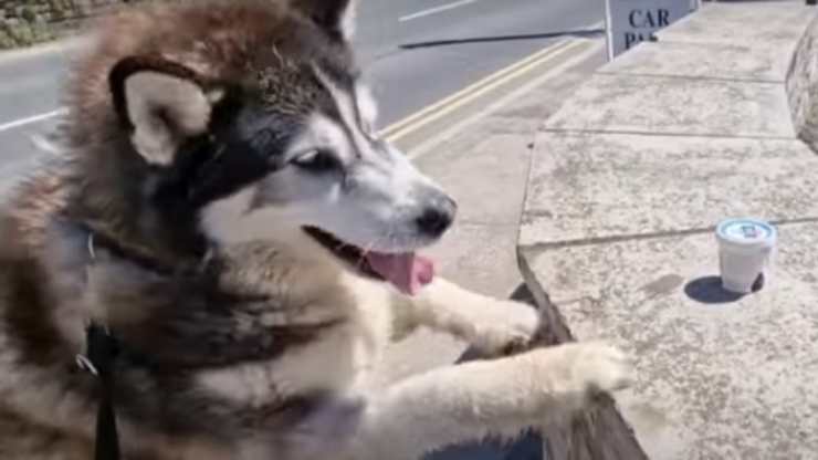 Perro codicioso (Foto video)