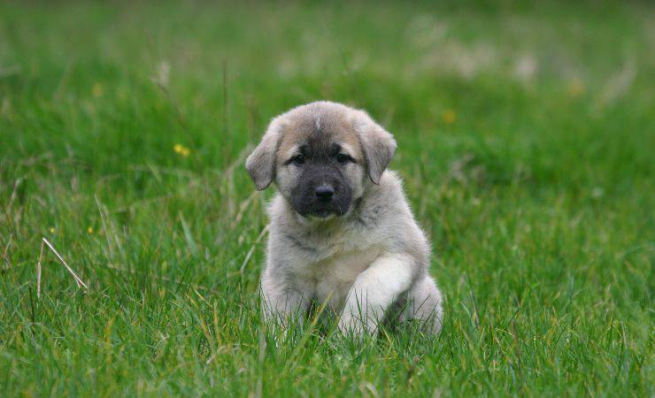 cuccioli di pastore dell'Anatolia