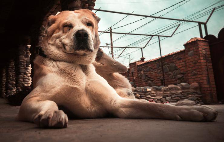 Cane da pastore dell'Asia Centrale