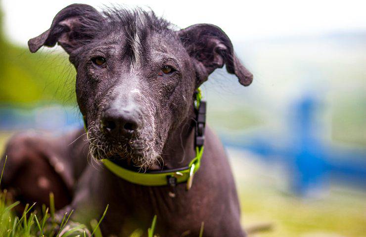 cane nudo peruviano