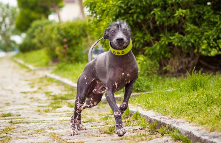 cane nudo peruviano