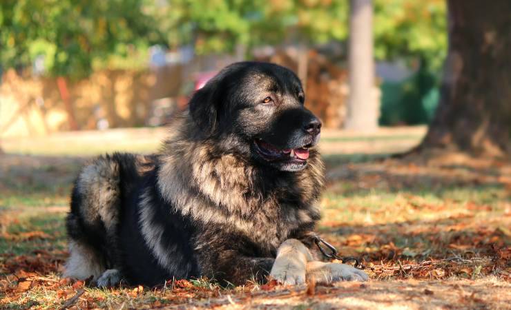 cane da pastore di Ciarplanina