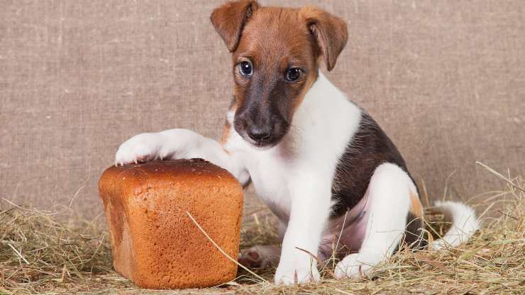 cane può mangiare la segale