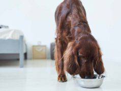 cane può mangiare la soia