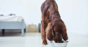 cane può mangiare la soia