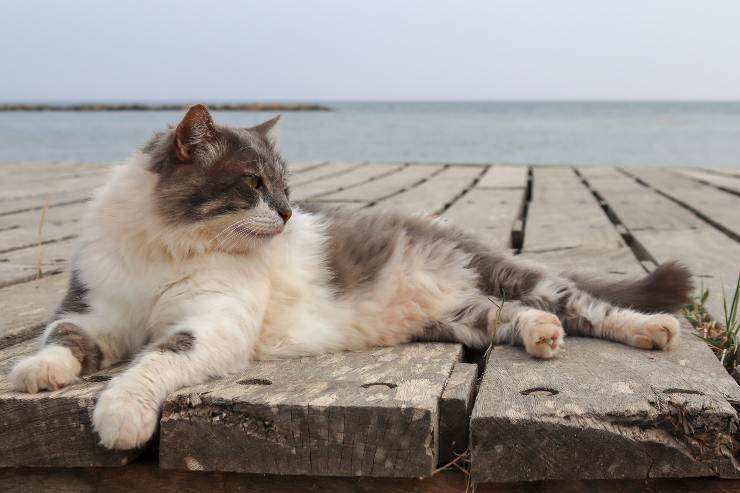 Felino rilassato al mare