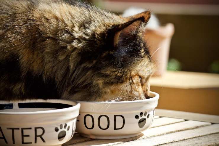 L'alimentazione del felino