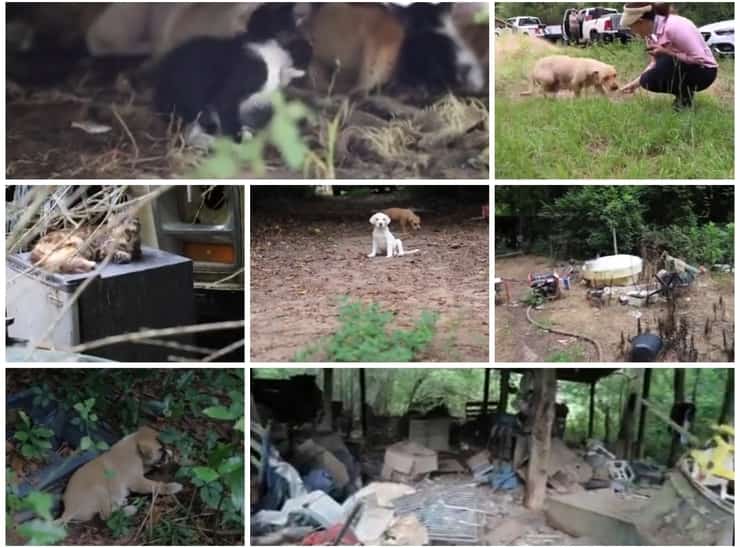 31 animali accaparrati , uno era legato per il collo all'albero (Screen Video )