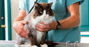 check-up annuale gatto