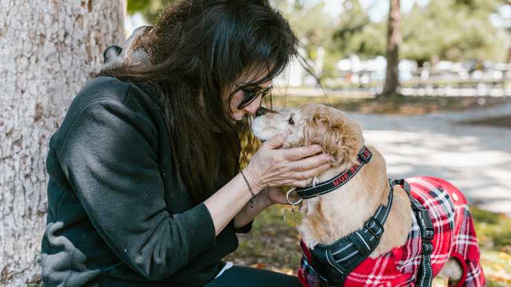 chiedere scusa al cane