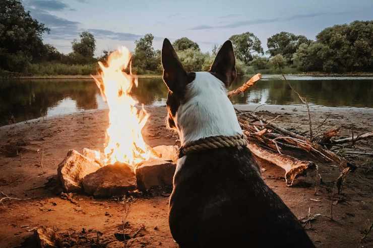 Il cane si siede accanto al fuoco
