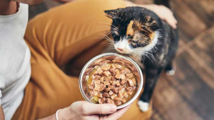 come abituare gatto al cibo nuovo