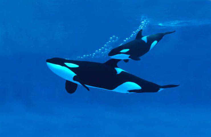 orca perdida nadando en el sena 