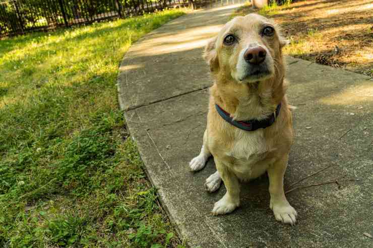 Il comportamento del cane