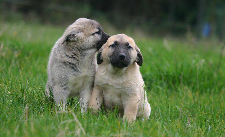 cuccioli di pastore dell'Anatolia