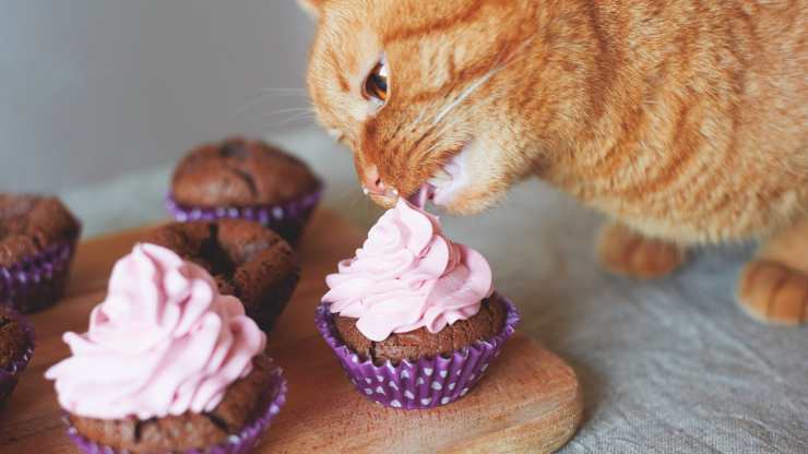 cupcakes per gatti