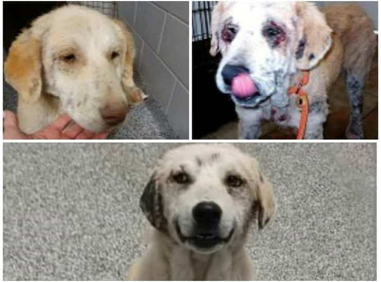 4 cani malnutriti e ricoperti di rogna abbandonati in strada (Foto Facebook)