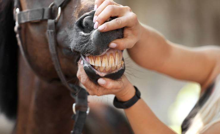 denti cavallo 