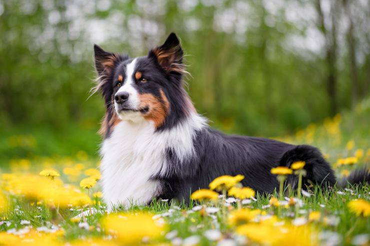 Alimentazione del cane in primavera