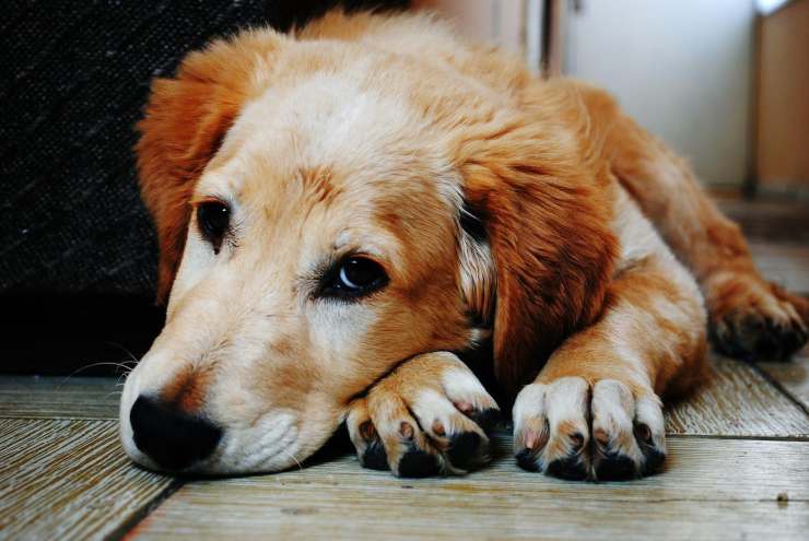 cucciolo triste in attesa di adozione (Foto Pixabay)
