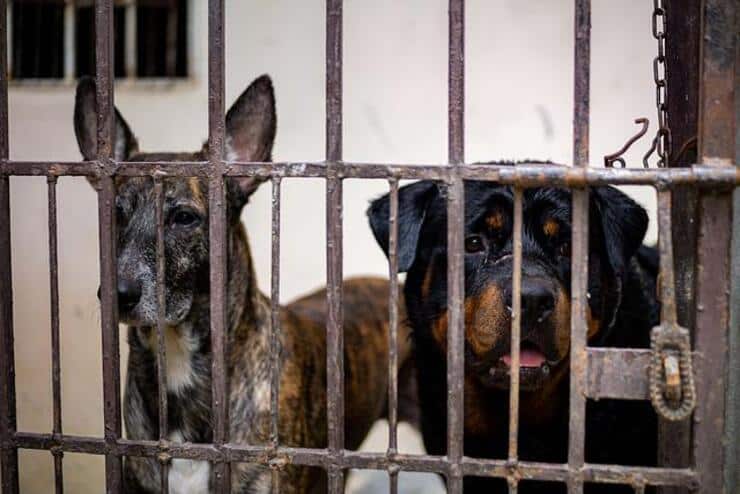 27 cani ricoperti di mosche rinchiusi in casa uomo arrestato dalla polizia (Foto Pixabay)