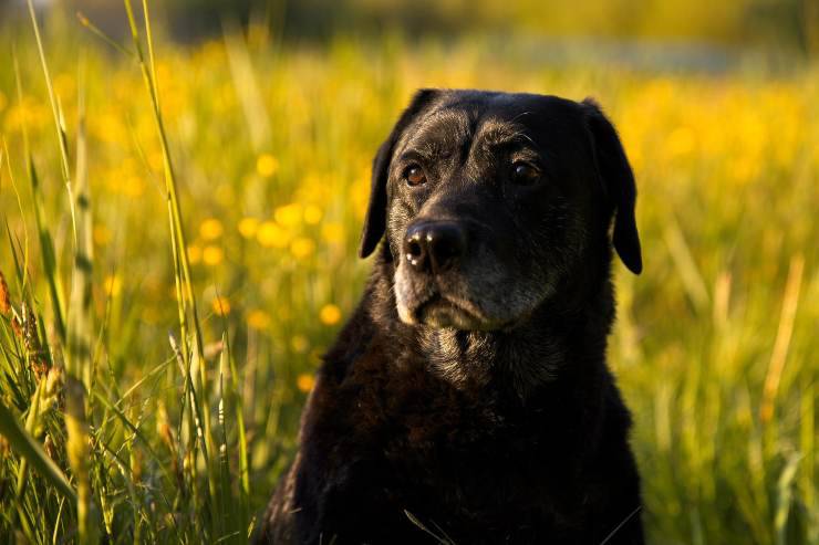 Il cane immerso nella natura