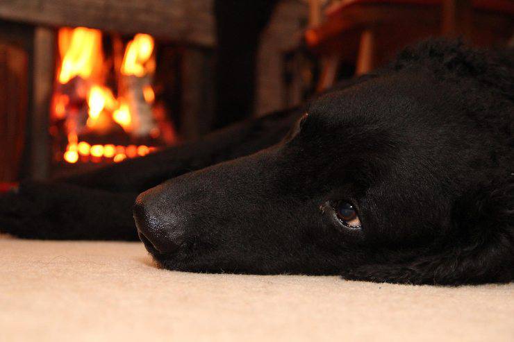 Cane riposa accanto al fuoco