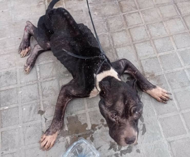 Cane abbandonato davanti al supermercato malato e in fin di vita (Foto)