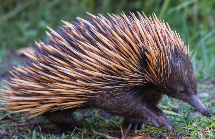 echidna