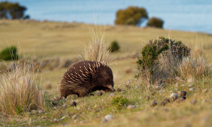 echidna